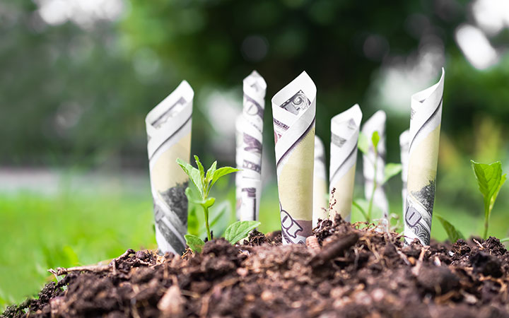 bank notes and cannabis leaves growing in a garden after cannabis programmatic advertising