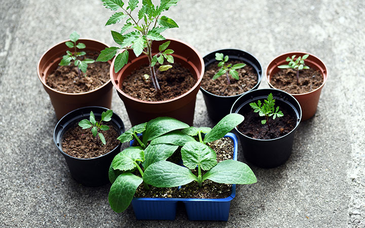 7 potted plants representing 7 tips for CBD SEO services.